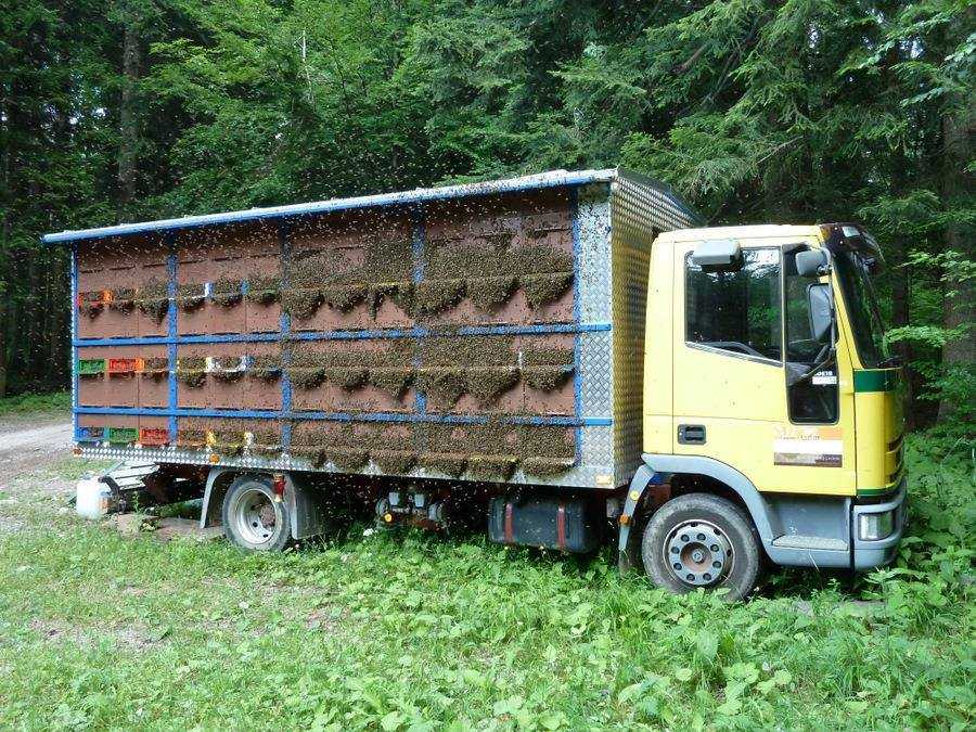 Прицепы для пчеловодства легкового автомобиля: Прицепы для перевозки пчелиных ульев: фото, цены, отличия