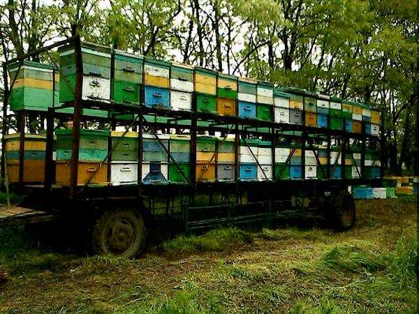 Прицеп для пчел: Прицепы для перевозки пчелиных ульев: фото, цены, отличия