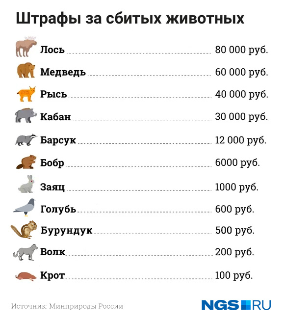 Штраф за сбитого лося на дороге: Штраф за сбитого лося на дороге в 2023 году 2023