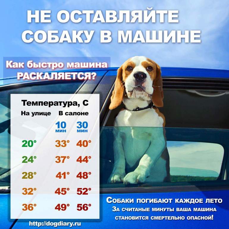 Укачивает собаку в машине что делать: Почему собаку укачивает в машине: причины, меры профилактики