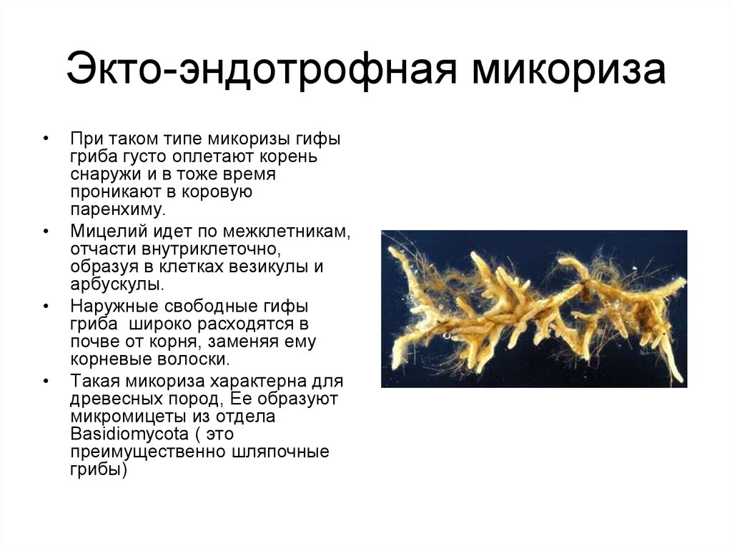 Корни оплетенные гифами представляют собой. Эктоэндотрофная микориза. Эктотрофная микориза функции. Экто и эндотрофная микориза. Типы микоризы.