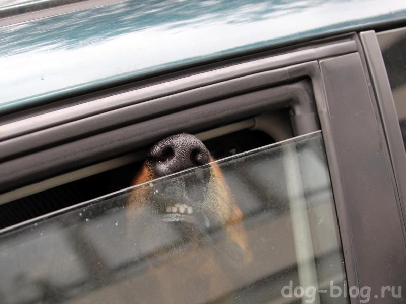 Собаку укачивает в машине: Почему собаку укачивает в машине: причины, меры профилактики