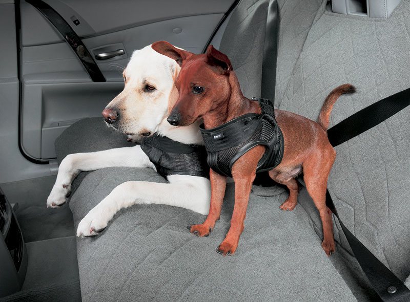 Укачивает собаку в машине что делать: Почему собаку укачивает в машине: причины, меры профилактики