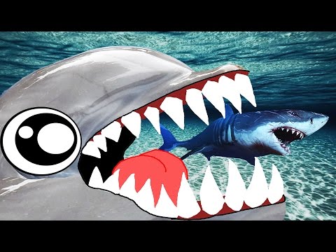 Что такое флиппер: Ошибка - Циан