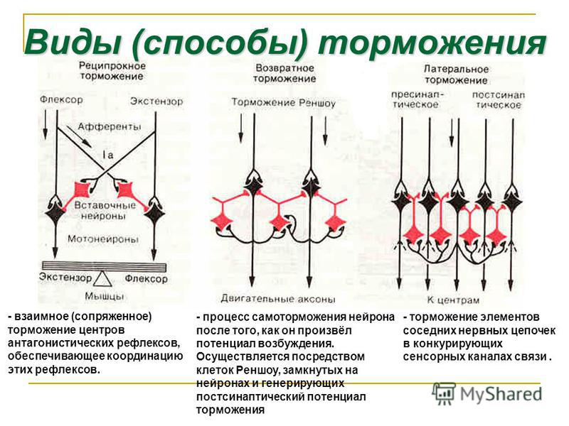 Виды возбуждения. Реципрокное возвратное и Латеральное торможение. Латеральное торможение в ЦНС схема. Реципрокное торможение спинальных рефлексов. Возвратное постсинаптическое торможение физиология.