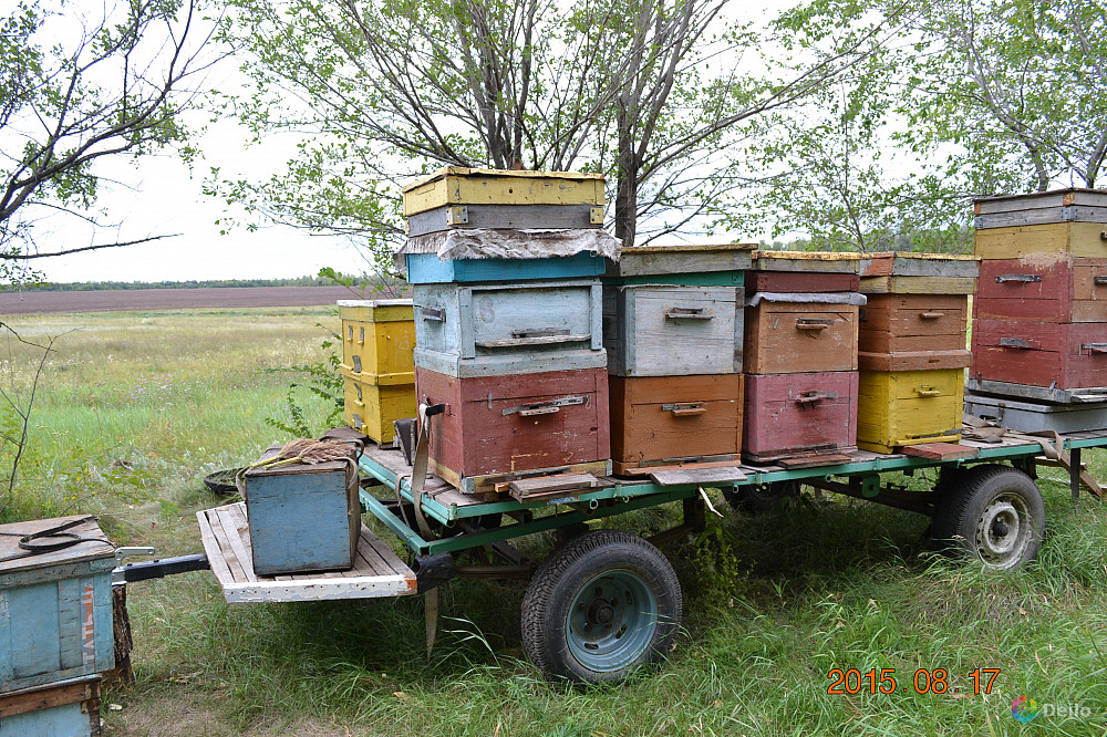 Купить прицеп для перевозки пчел. Прицеп для пасеки. Прицеп пчеловод. Прицеп для пчел. Прицеп для пчеловодства.