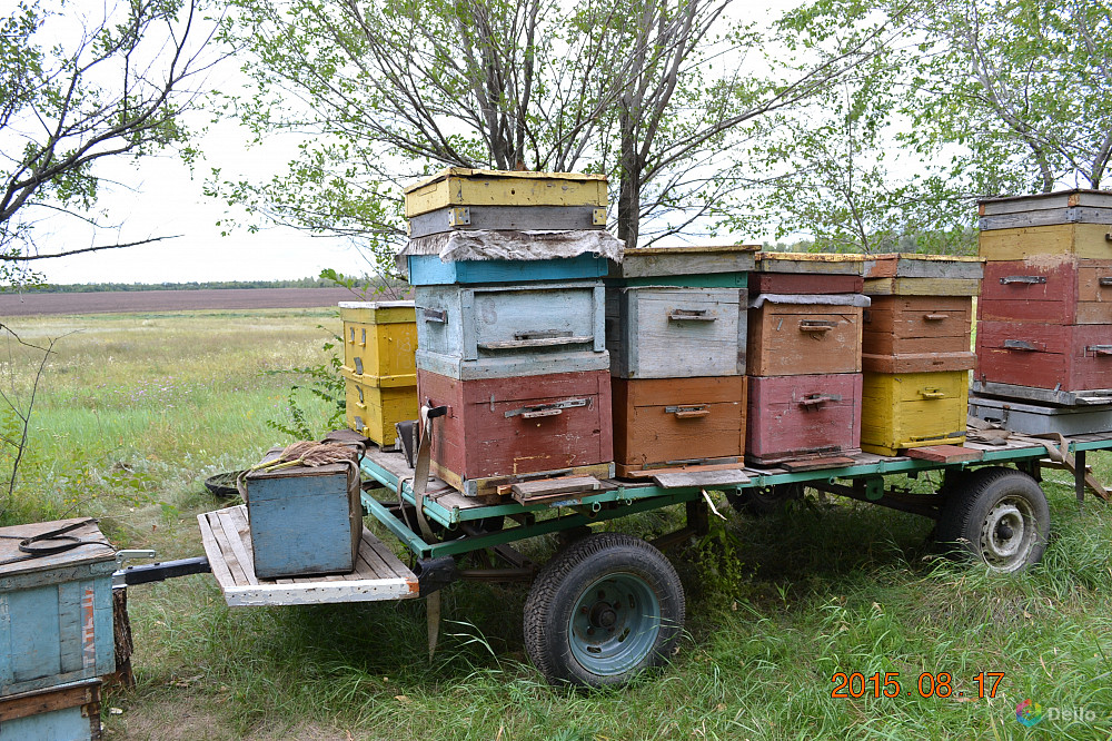 Пчелы воронеж. Прицеп для пасеки. Прицеп пчеловод. Прицеп для пчел. Прицеп для пчеловодства.