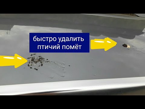 Чем отмыть птичий помет: Как удалить птичий помет с кузова автомобиля?