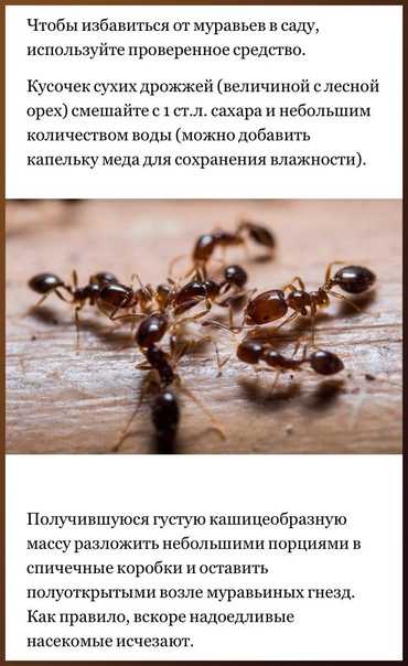 Муравьи в стиральной машине что делать: Рыжие муравьи в квартире, как избавиться от маленьких муравьев в квартире