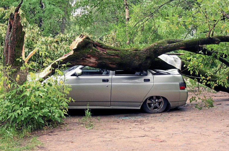 Упало дерево на машину: Что делать, если на машину упало дерево