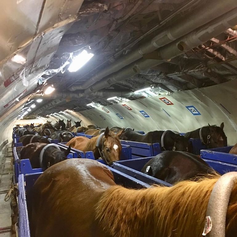 Транспортировка лошадей: 🚚 Перевозка лошадей — низкие цены на транспортировку коней