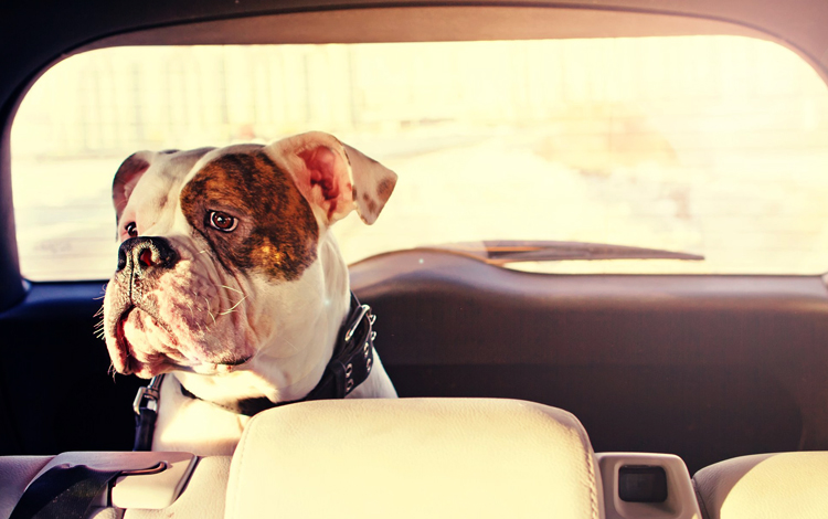 Укачивает собаку в машине что делать: Почему собаку укачивает в машине: причины, меры профилактики
