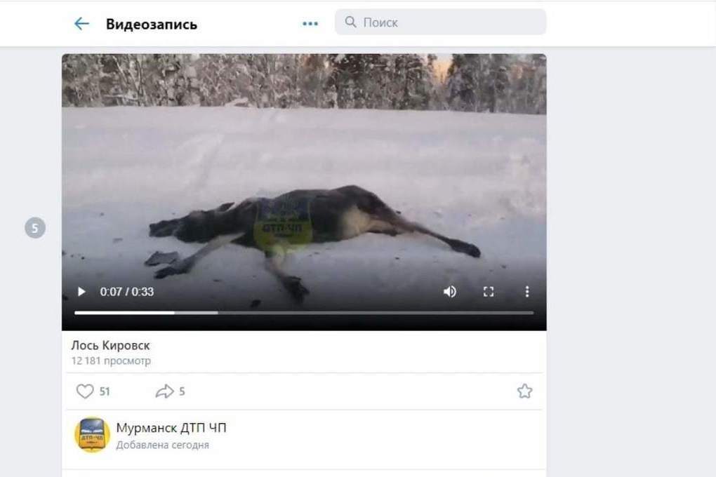 Штраф за сбитого лося на дороге: Штраф за сбитого лося на дороге в 2023 году 2023