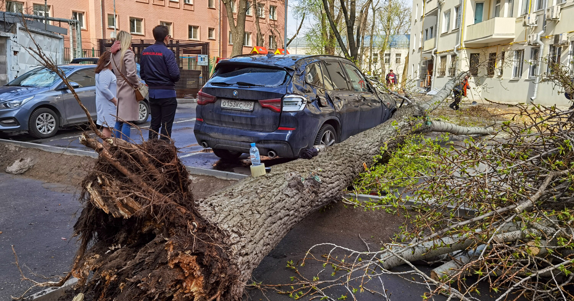 Упало дерево на машину: Что делать, если на машину упало дерево