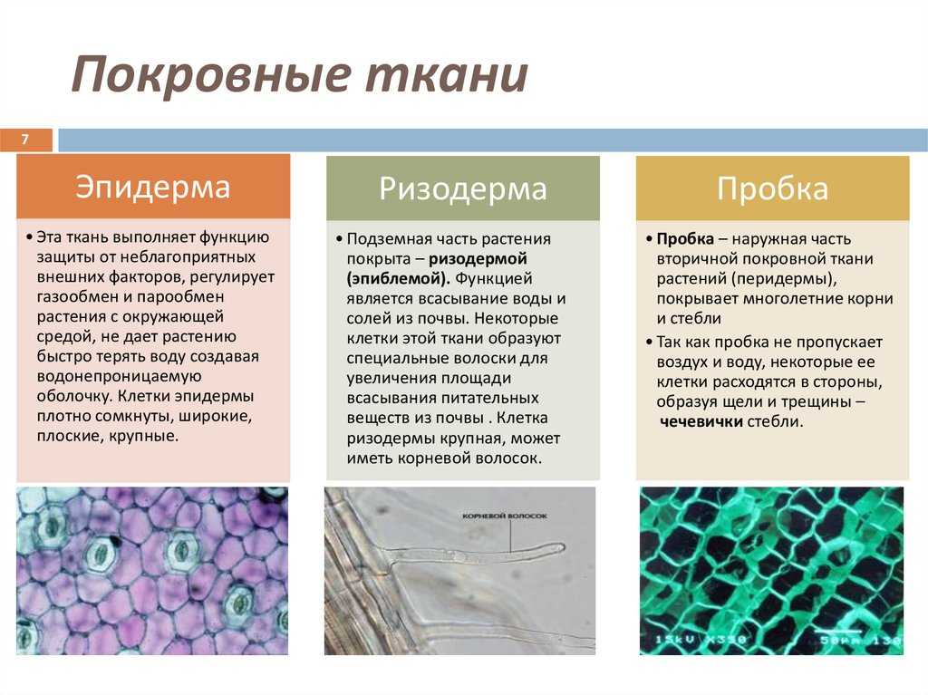 Водоотталкивающий состав: Химический состав водоотталкивающих средств - презентация онлайн