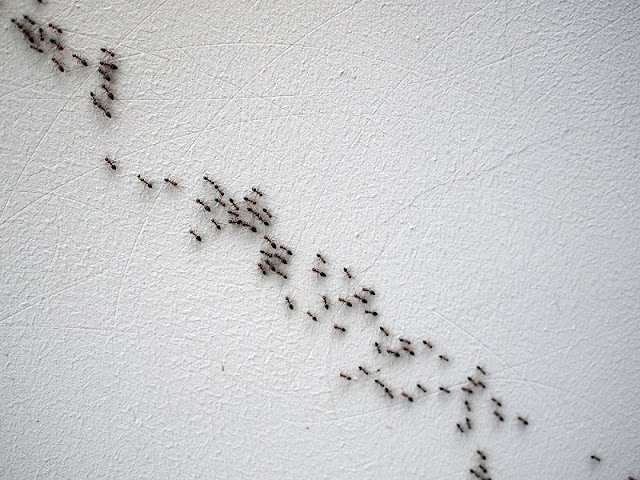 Муравьи в стиральной машине что делать: Помогите избавиться от мелких рыжих муравьев.