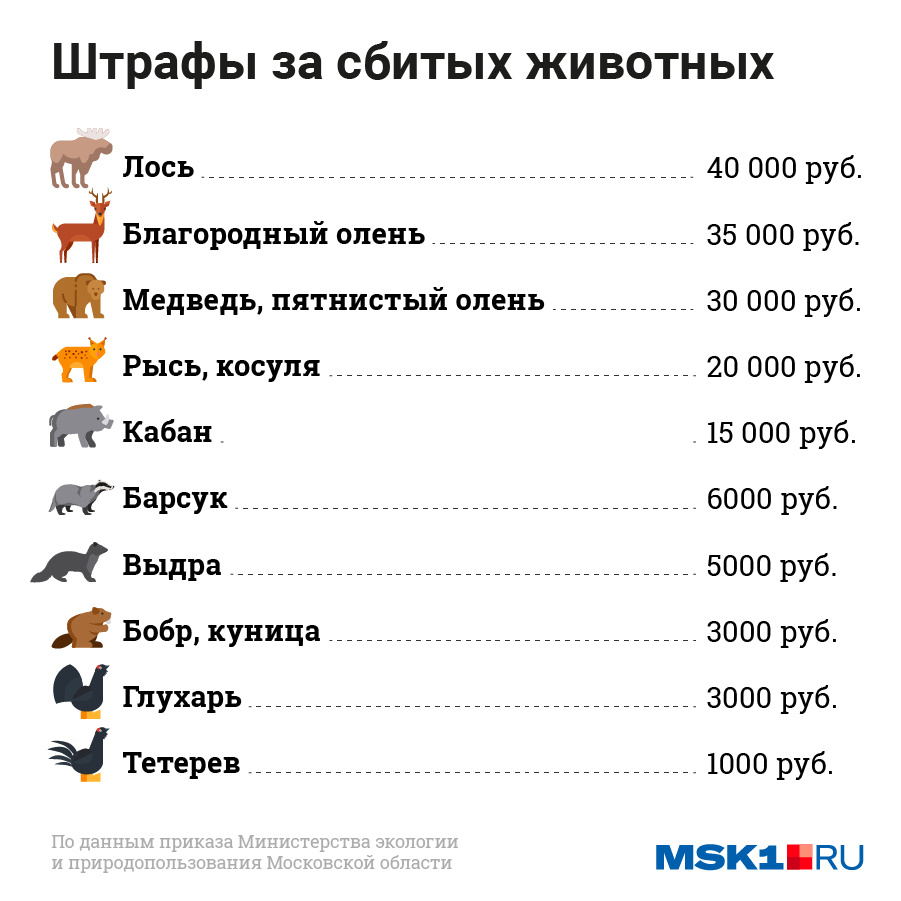 Что будет за сбитого лося: сколько, что делать :: Autonews