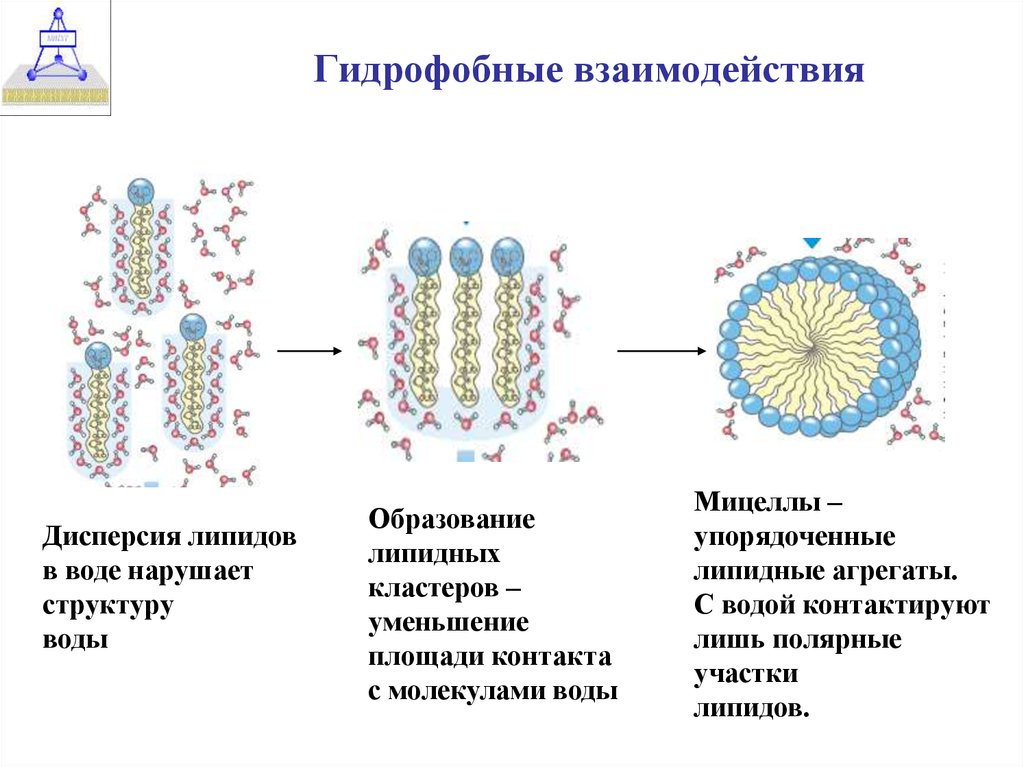 Гидрофобными: Гидрофобность - Что такое Гидрофобность?