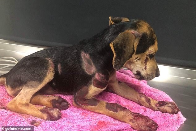 Remi (pictured) suffered from severe bruising, open wounds after her skin and bones were grazed, had one of her paw pads ripped off completely, and has possibly broken her jaw