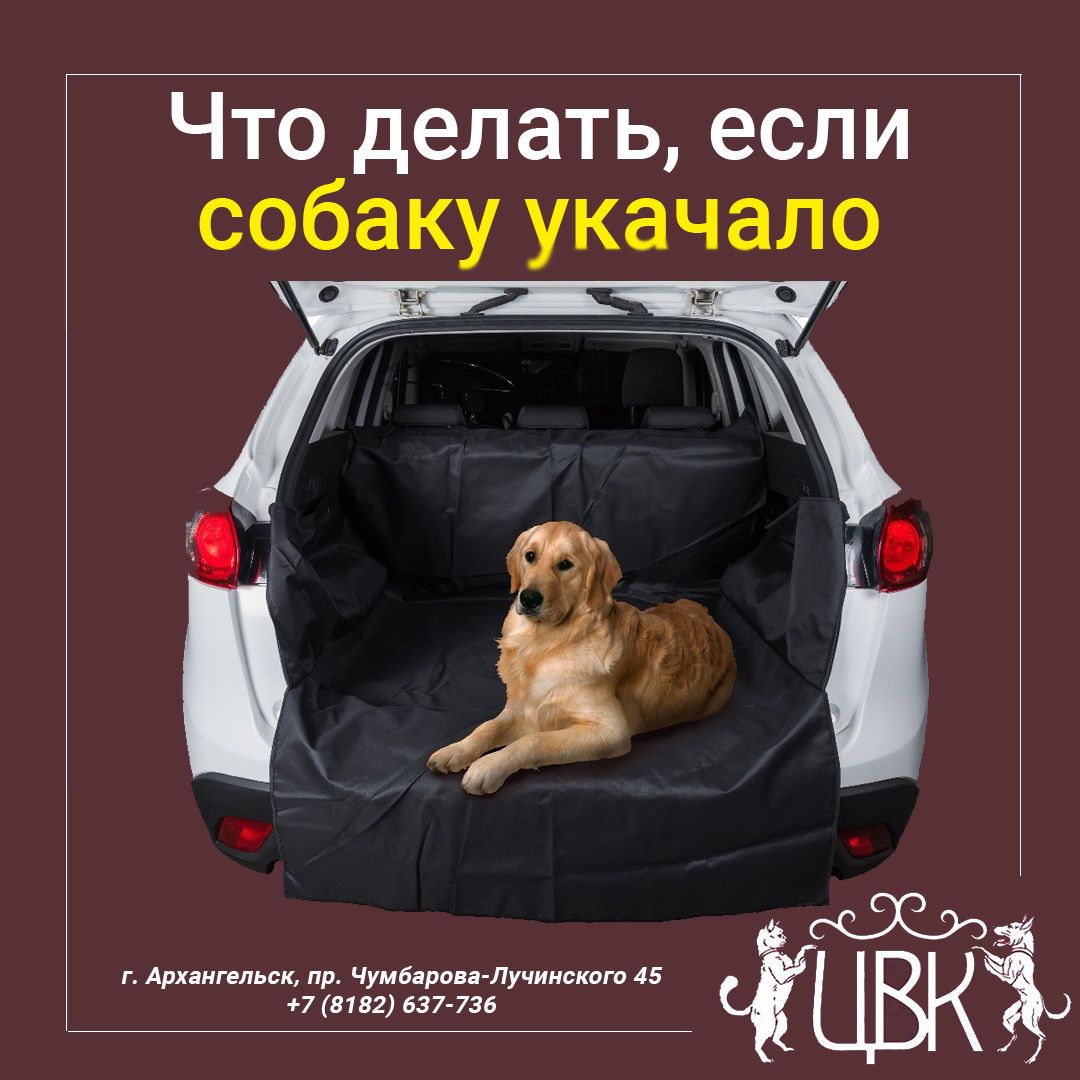 Собаку укачивает в автомобиле что делать: 10 правил при перевозке и профилактика