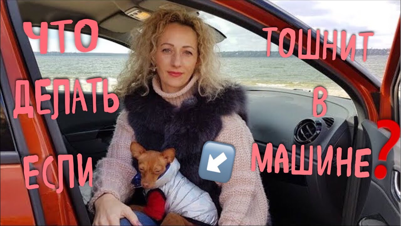 Собаку укачивает в машине: Что делать, если собаку укачивает в машине