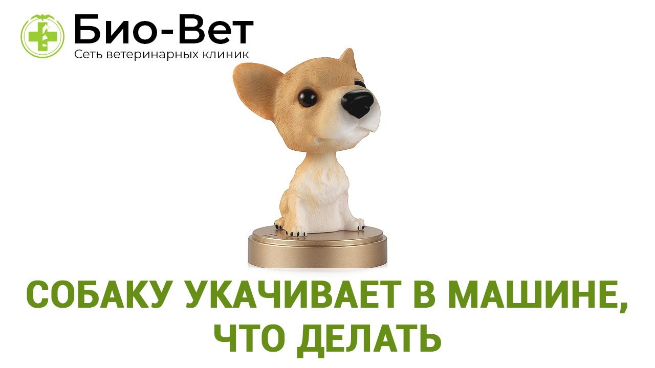 Собаку укачивает в машине что делать: Что делать, если собаку укачивает в машине,
