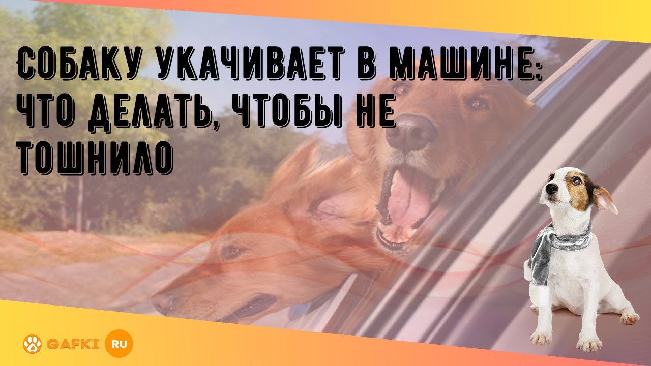 Собаку укачивает в автомобиле что делать: 10 правил при перевозке и профилактика