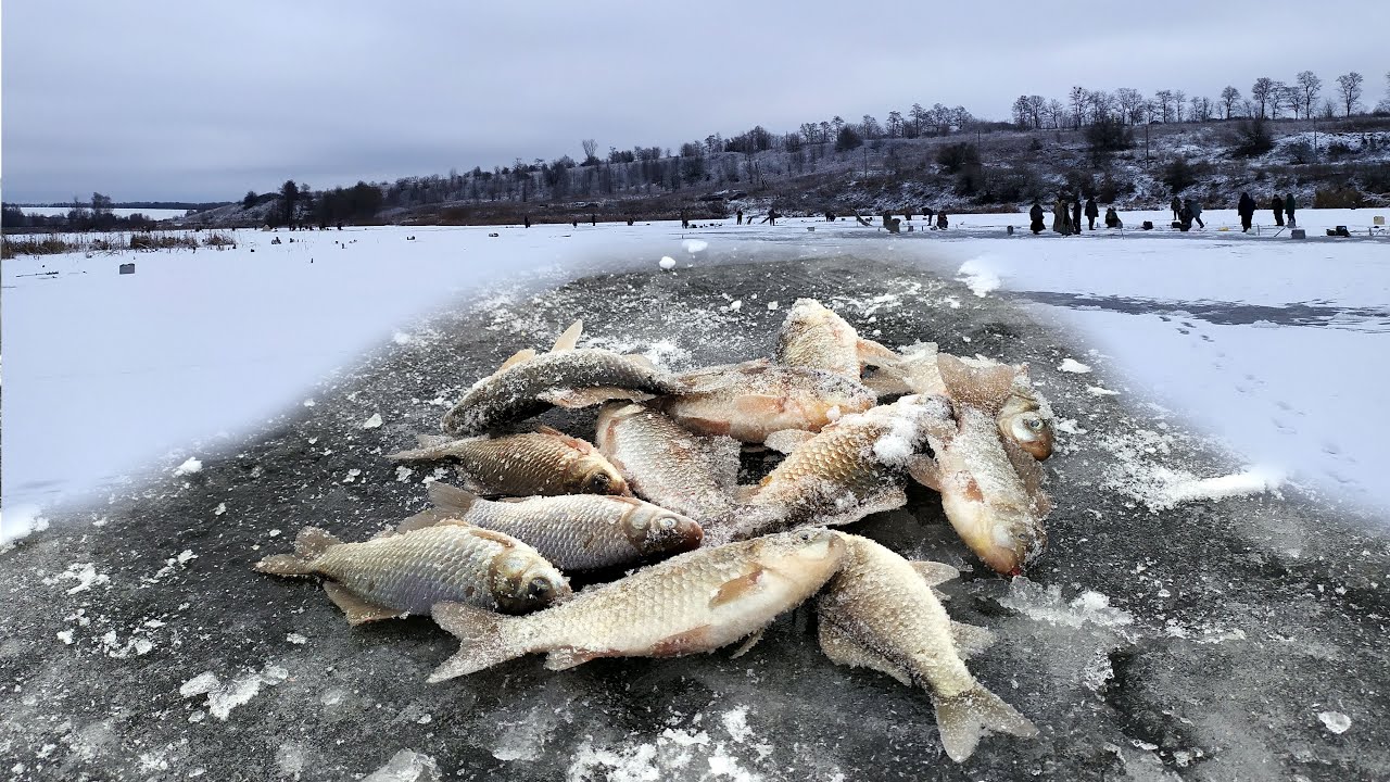 Зимняя ловля карася: Ловля карася зимой - важные моменты, поиск мест, тактика рыбалки