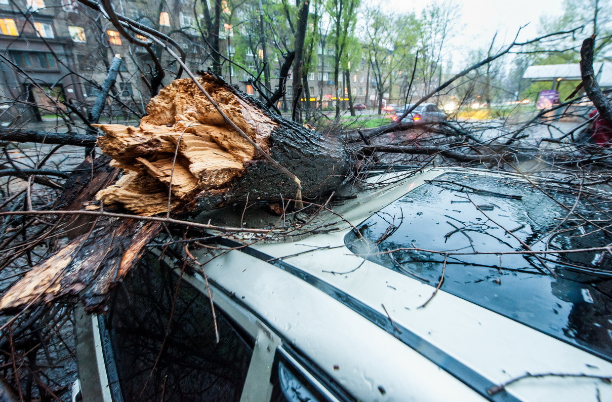 Упало дерево на машину: Как получить компенсацию за ремонт машины, на которую упало дерево