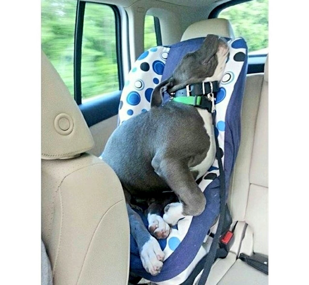 Собака в машине