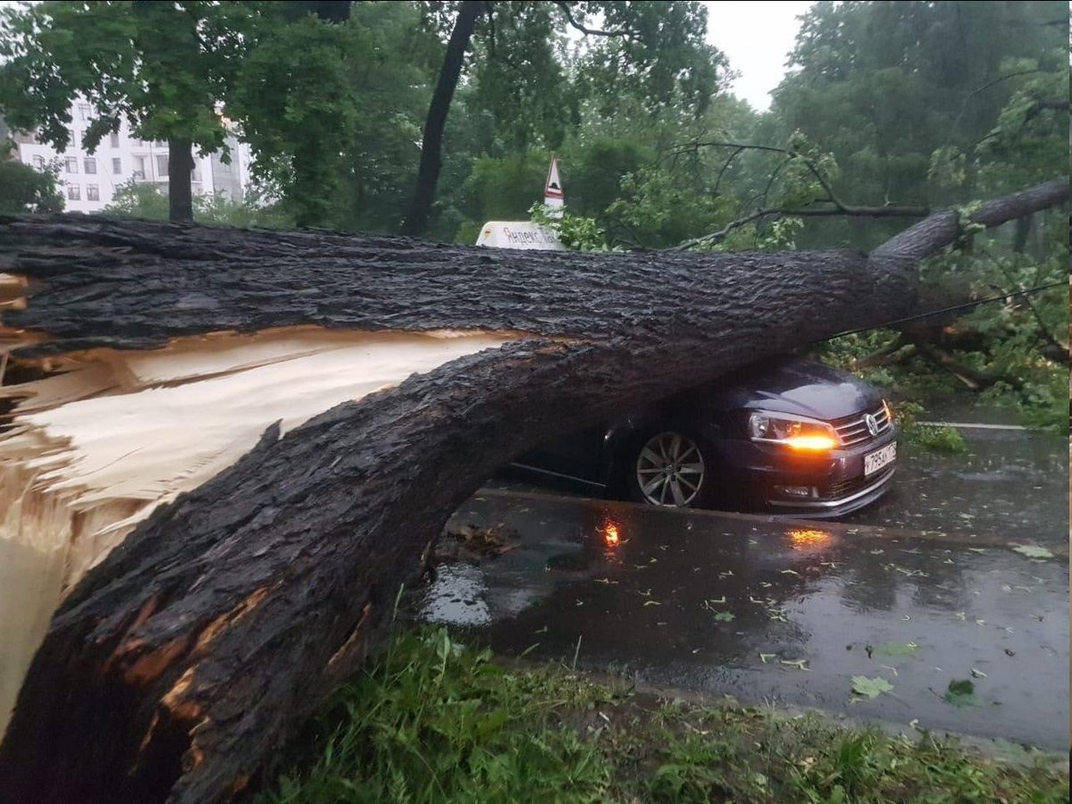 Поваленное дерево на дороге