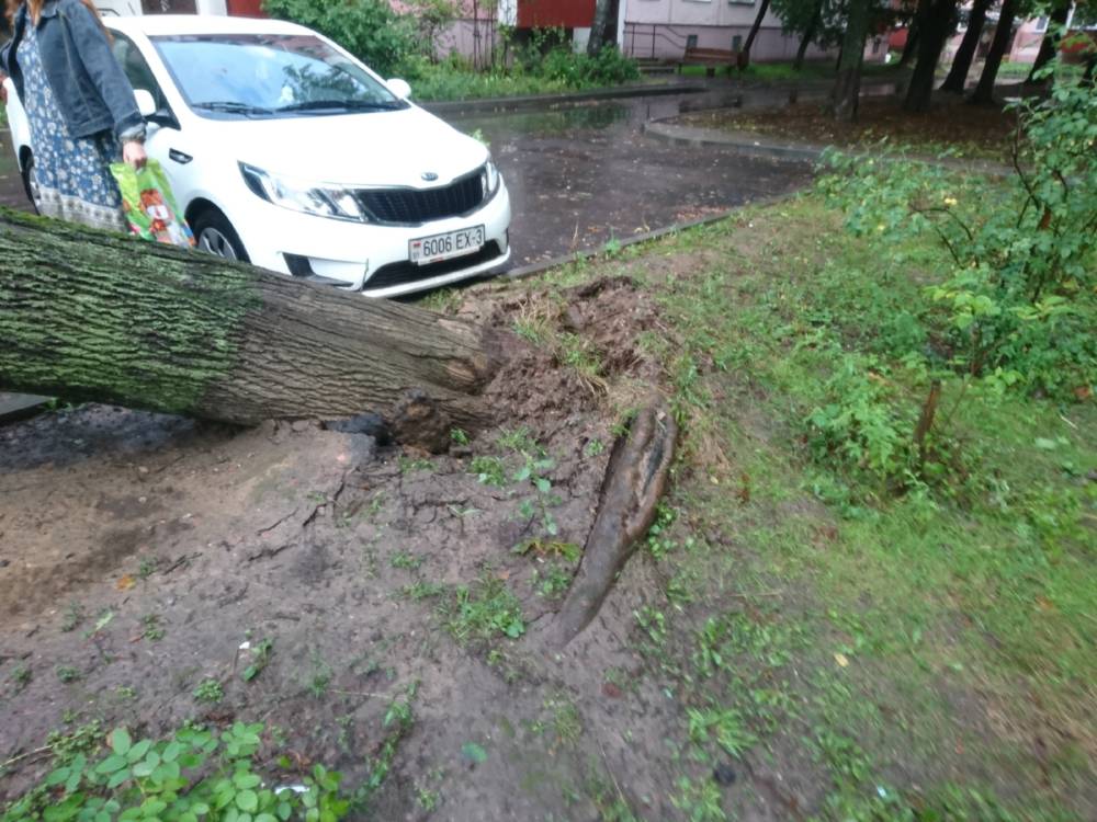 Упало дерево на машину иск образец