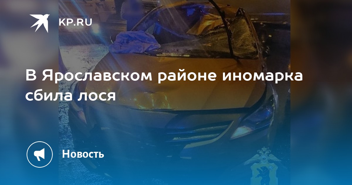 Сбил лося что грозит: Штраф за сбитого лося на дороге в 2023 году 2023