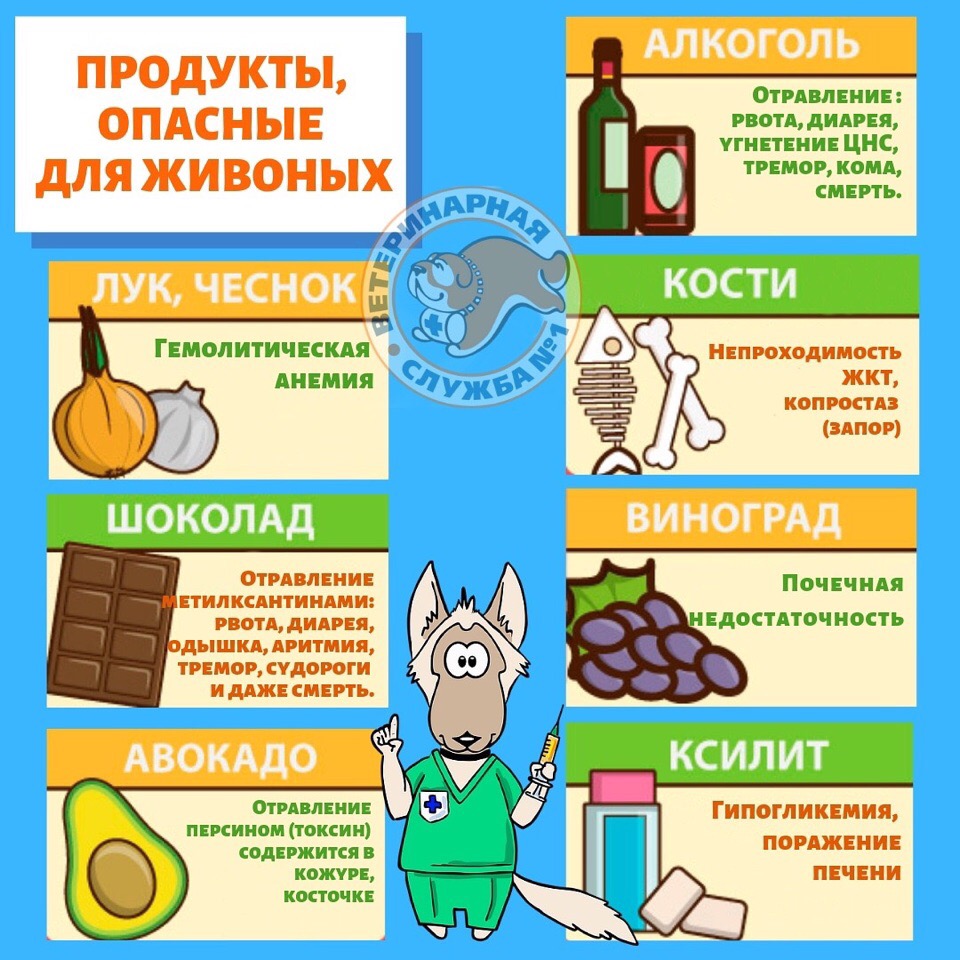 Что делать если тошнит в дороге: Что делать если укачало в машиние, автобусе, самолете, поезде, марштрутке