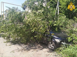 Упало дерево на машину: Как получить компенсацию за ремонт машины, на которую упало дерево