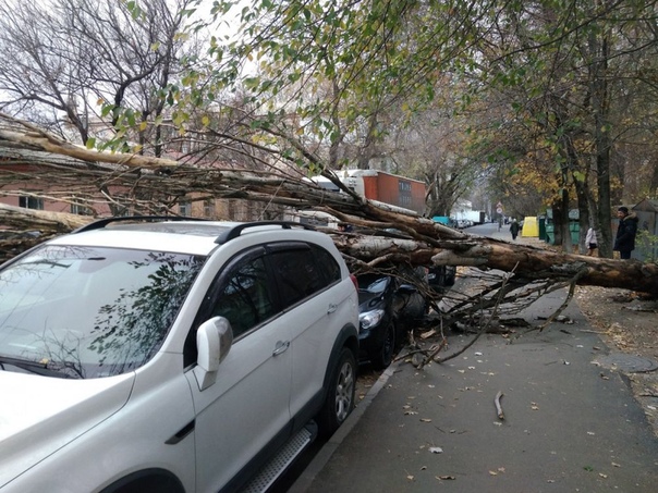Упало дерево на машину: Как получить компенсацию за ремонт машины, на которую упало дерево