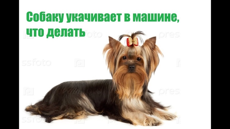 Собаку укачивает в машине что делать: Что делать, если собаку укачивает в машине,