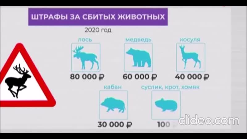 Штраф за лося сбитого машиной: Россиянам напомнили о наказании за сбитых на дороге животных: Общество: Россия: Lenta.ru