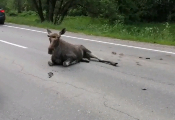 Штраф за сбитого лося на дороге