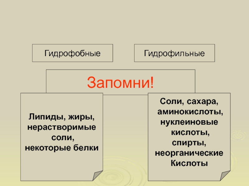 Гидрофобы это: Гидрофобы | это... Что такое Гидрофобы?