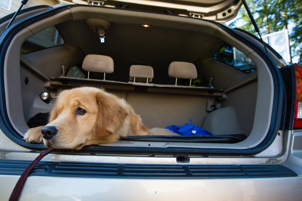 Как перевозятся крупные собаки. Собака в машине. Собака в багажнике. Собака в салоне авто. Перевозка животных в машине.