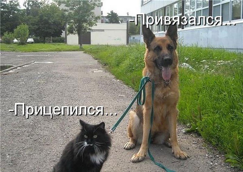 Прицепились: Недопустимое название — Викисловарь
