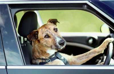 Собаку укачивает в машине что делать – Собаку укачивает в машине: что делать